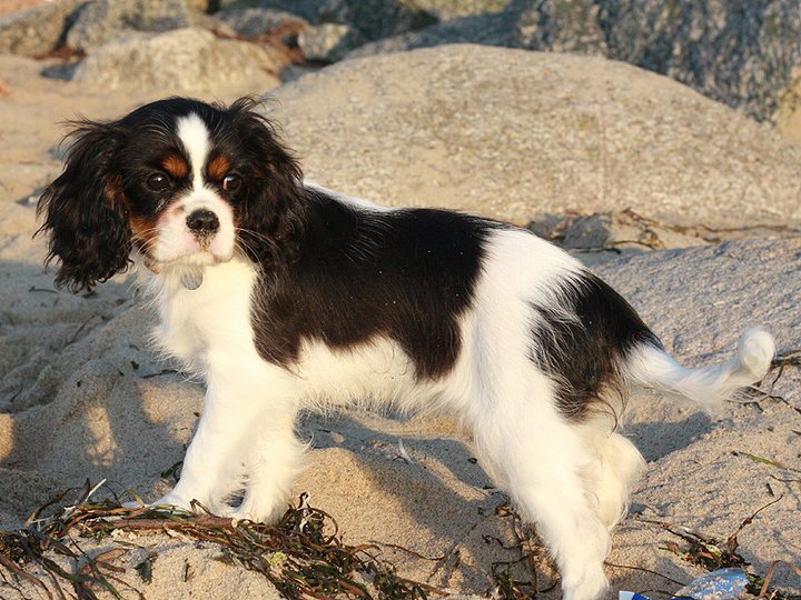 JENNY Rusavska Koliba